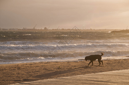 黑狗在后边金沙滩上欢乐快乐日出旅游游艇海滩小狗历史性建筑学娱乐旅行历史背景图片