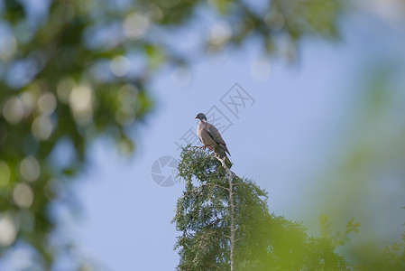 长青树顶上一棵木鸽子的远方大雕像肖像高清图片