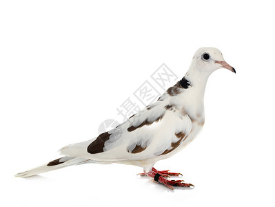 非洲领带鸽子白色动物斑鸠棕色工作室背景图片