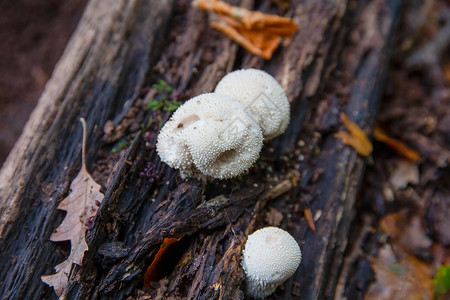 在腐烂树干上生长的普通泡泡蘑菇木犀科高清图片素材