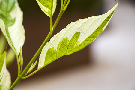 植物叶子的背景 自然背景 绿色和自然秀丽墙纸森林宏观季节草地柔软度环境活力生态建筑背景图片