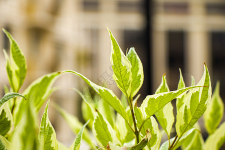 植物叶子的背景 自然背景 绿色和自然秀丽墙纸生态活力光效建筑季节生物宏观花园森林背景图片