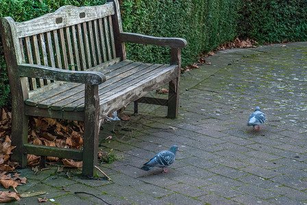 城市公园的木板凳长椅鸽子人行道公园椅子花园背景图片