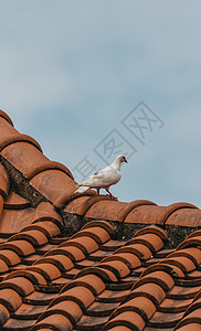 橙色瓷砖屋顶上的白鸽子高清图片