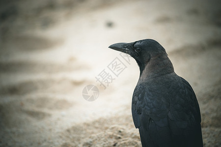 一只黑乌鸦在沙滩上徘徊高清图片