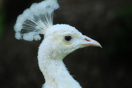 幸灾乐祸花园里的白孔雀优雅羽毛眼睛法庭野生动物鹅毛笔自豪热带公鸡仪式背景
