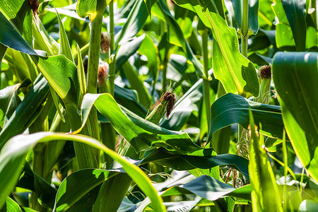 绿玉米种植场的阳光照亮 农业田地上绿色玉米的细节场地植物蔬菜玉米地草地农场收成农田麦田玉米芯背景图片