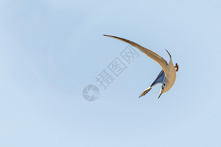 黑头黑头海鸥飞越波罗的海上空蓝色天空飞行动物野生动物动物群航班背景图片