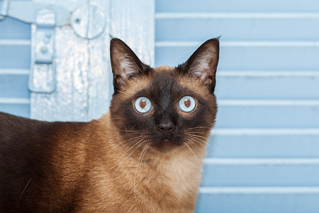 一只美丽的蓝眼睛的可爱西阿米斯养猫肖像动物大眼睛蓝色毛皮面具小猫猫咪头发哺乳动物宠物背景