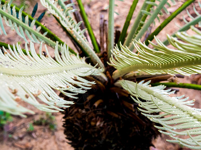 苏铁植物的羽状复叶与水生长水滴化合物叶子毛皮棕榈植物学花园绿色森林背景图片
