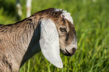 南非洲野羊海山羊捕猎自然肖像谷仓农业场地动物耳朵小山羊眼睛农场农田乡村背景图片