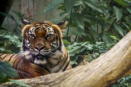野虎在绿丛林中观察猎物愤怒食肉动物园动物捕食者荒野虎头野生动物老虎眼睛背景图片