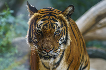 野虎在绿丛林中观察猎物老虎愤怒食肉眼睛哺乳动物动物森林国家虎头猎人背景图片