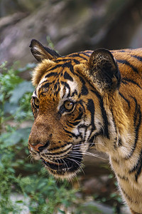 野虎在绿丛林中观察猎物虎头愤怒眼睛哺乳动物动物园森林野猫老虎条纹猎人背景图片