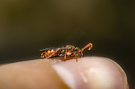 夏天小黄蜂在我的小手指上动物天线宏观花瓣萤火虫微距野生动物触手植物睡眠背景图片