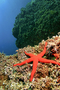 菊海星地中海红海星 西班牙卡尔内格里自然公园自然公园潜艇动物学动物多样性海洋野生动物荒野环境生物生物学背景