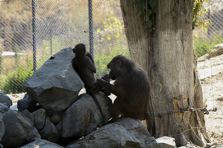 猴群猴子猕猴灵长类动物图片素材