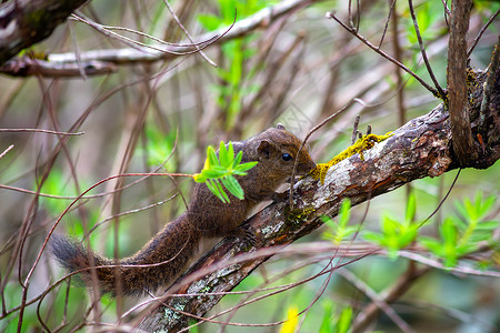 花栗鼠或棕榈松鼠坐在树枝上高清图片