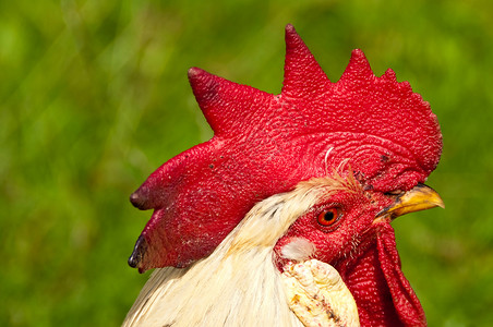 公鸡农场梳子波峰食物动物倾斜红色背景图片