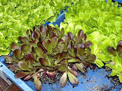 幼苗生长沙拉绿色温室草本植物植物厨房蔬菜自立烹饪背景图片
