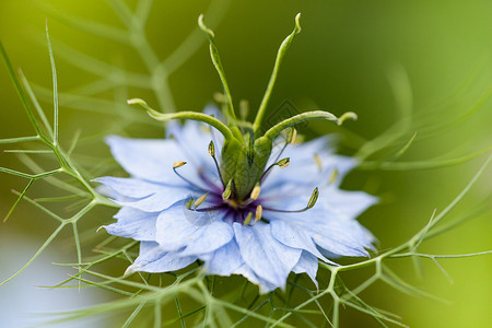 紧闭花 蓝花或白花花朵宏观植物蓝色绿色黑色植物群草本植物白色叶子背景图片