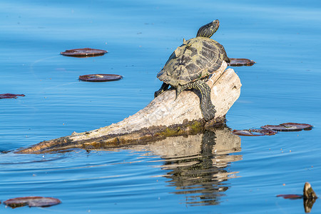 晒太阳蓝色爬虫池塘野生动物日志公园环境动物两栖反射湖高清图片素材