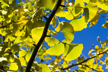 广西药用植物园秋青树叶 秋黄金果叶和蓝天叶子森林背景落叶银叶银杏树植物园季节公园植物背景