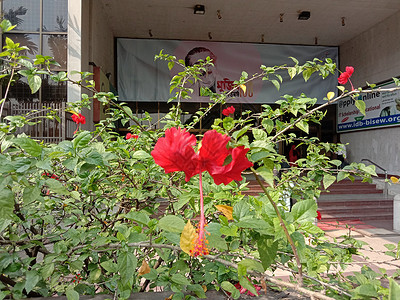 带绿树的红彩花绿色花瓣叶子花朵场地红色农场植物花盆花园背景图片