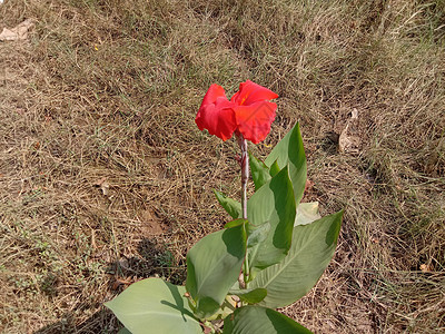 带绿树的红彩花洋甘菊橙子花盆花朵绿色红色植物群粉色雏菊花瓣背景图片