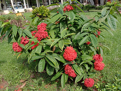带绿树的红彩花红色叶子粉色橙子洋甘菊植物群花朵绿色场地花盆背景图片