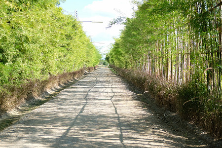 种植两边道路的竹树小路植物乡村叶子公园人行道生长花园绿色环境背景图片