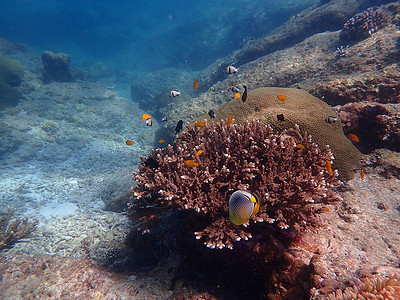 蓝海下鱼类和珊瑚 水下摄影蓝色海洋海洋生物动物潜水活动背景图片