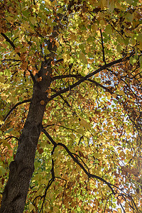 秋树木头环境黄色绿色落叶季节树木花园叶子季节性金的高清图片素材