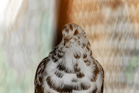 一只颜色异常的有斑点的白色野鸽的肖像 在冬天的白色背景下 它的朋友们警觉背景