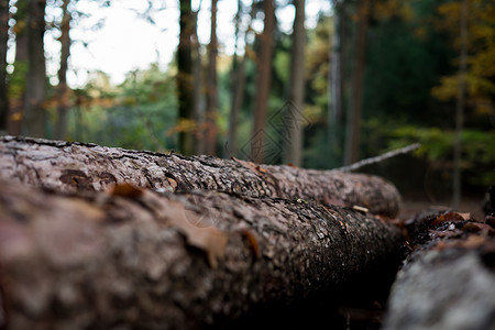 林中砍伐的树木中的堆积原木蓝色木材软木林业林地树干资源材料记录柴堆植物高清图片素材