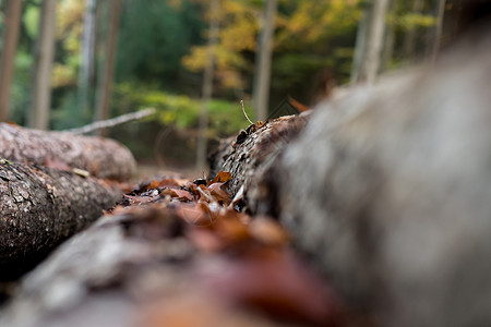 林中砍伐的树木中的堆积原木环境产品资源材料林业森林生态软木柴堆木头日志高清图片素材