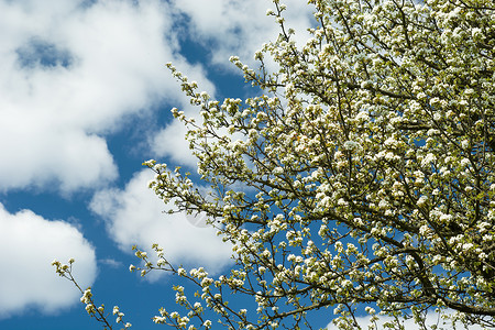青蓝天空上白云和树枝的叶子背景图片
