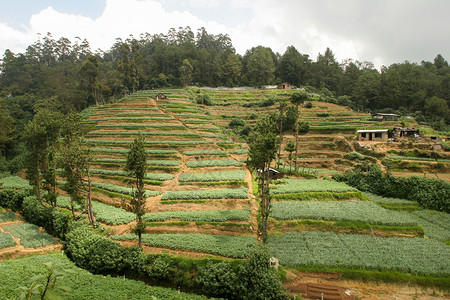 斯里兰卡茶叶种植园 有梯田的茶叶灌木丛山农业阳台绿色旅行叶子高地农场场地财产商业背景图片