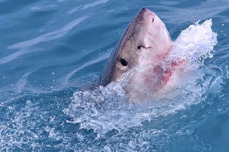 可爱鲨鱼南非甘斯巴伊大白鲨动物捕食者动物学观鲨荒野生态旅游生物学鲨鱼肉食性生态背景