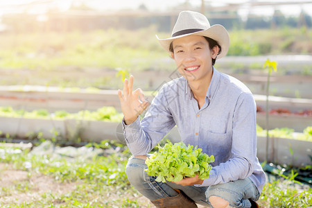 农民企业家年轻的亚洲农民拿着和展示新鲜的有机绿色橡木生菜 并在农场 生产和种植中展示新鲜的有机绿色橡木生菜 并以商业 健康食品的理念收获农背景