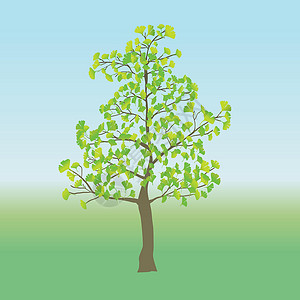 Ginkgo 树绿色季节插图分脉扇形白色环境植物生长银杏叶背景图片