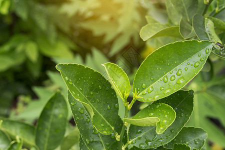 波梅洛的叶子 与水滴特写 在花园高清图片