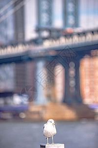 下曼哈顿新纽约市全景天际建筑物办公室建筑学海鸥摩天大楼商业高楼地标市中心桥高清图片素材