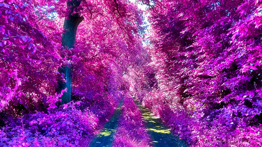 雇用人员中美丽的紫色红外线景观植物日落树木农村旅行公园森林季节天空花园寒冷的高清图片素材