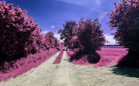 雇用人员中美丽的紫色红外线景观蓝色森林公园植物街道叶子花园旅行季节日落霜高清图片素材