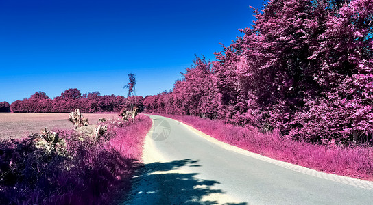 雇用人员中美丽的紫色红外线景观天空旅行树木季节街道叶子太阳公园植物农村霜高清图片素材