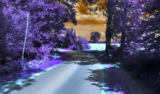 雇用人员中美丽的紫色红外线景观植物季节树木街道天空旅行叶子花园农村日落户外高清图片素材