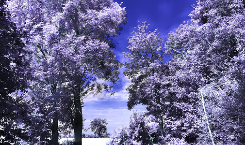 雇用人员中美丽的紫色红外线景观叶子天空植物公园季节街道森林旅行太阳蓝色秋天高清图片素材