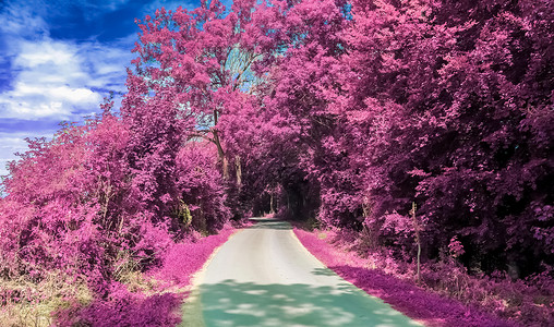 雇用人员中美丽的紫色红外线景观蓝色植物日落森林太阳叶子花园树木公园天空户外高清图片素材