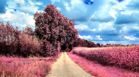 雇用人员中美丽的紫色红外线景观太阳季节森林树木植物蓝色叶子日落公园农村旅行高清图片素材